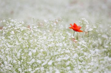 blå blommor